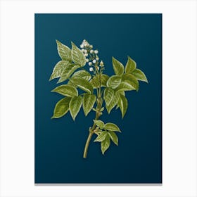 Vintage European Bladdernut Botanical Art on Teal Blue n.0713 Canvas Print
