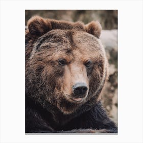 Silly Brown Bear Canvas Print