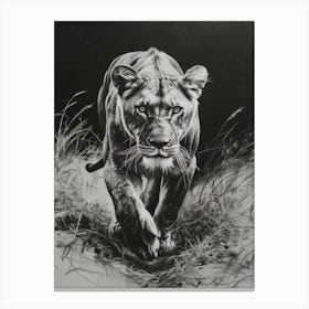 Barbary Lion Charcoal Drawing Lioness 1 Canvas Print