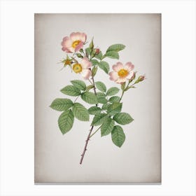 Vintage Short Styled Field Rose Botanical on Parchment n.0507 Canvas Print