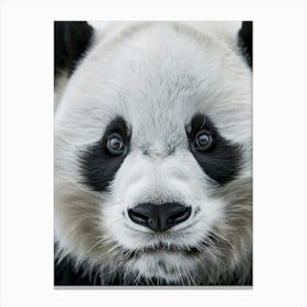 Panda Bear 5 Canvas Print