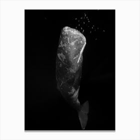 Black And Whale Canvas Print