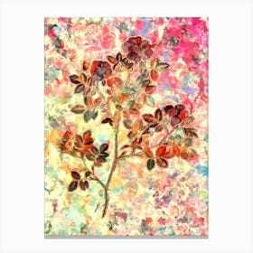 Impressionist Rose Corymb Botanical Painting in Blush Pink and Gold n.0006 Canvas Print