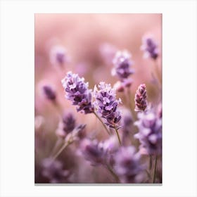 Lavender Flowers Canvas Print