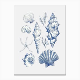 Shell Collage Canvas Print