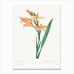 Gladiolus, Pierre Joseph Redouté Canvas Print