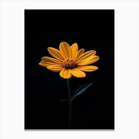 Single Yellow Flower On Black Background 10 Canvas Print