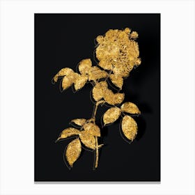 Vintage Seven Sisters Roses Botanical in Gold on Black n.0183 Canvas Print