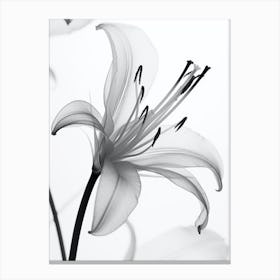 White Lily Black And White Flower Silhouette Canvas Print