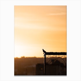Pigeon Fes Sunrise Morocco    Canvas Print