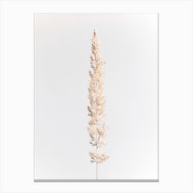 Minimal Pampas Grass On White Canvas Print
