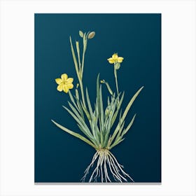 Vintage Yellow Eyed Grass Botanical Art on Teal Blue n.0191 Canvas Print
