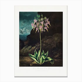 Vintage Botanical Temple Of Flora _2476829 Canvas Print