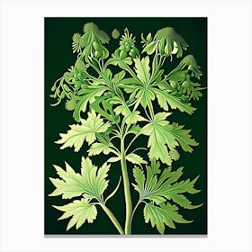 Lovage Herb Vintage Botanical Canvas Print
