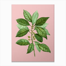 Vintage Redbay Botanical on Soft Pink n.0178 Canvas Print