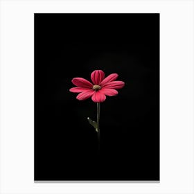 Single Red Flower On Black Background 2 Canvas Print