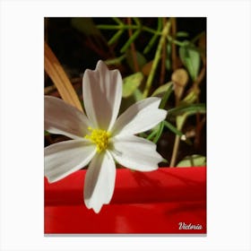 White Flower Canvas Print