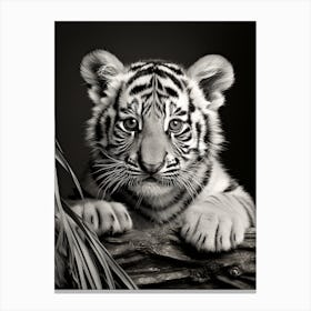 Black And White Photograph Of A Tiger Cub 1 Canvas Print
