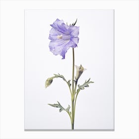 Pressed Wildflower Botanical Art Harebell 2 Canvas Print