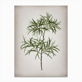 Vintage Bitter Willow Botanical on Parchment n.0856 Canvas Print