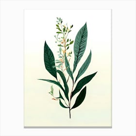 Eucalyptus 3 Canvas Print