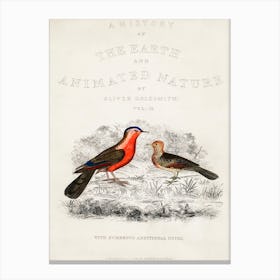 Bird Illustration, Oliver Goldsmith Canvas Print