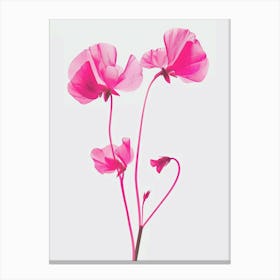 Hot Pink Sweet Pea 2 Canvas Print