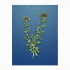Vintage Daphne Sericea Flowers Botanical on Bahama Blue Pattern n.2094 Canvas Print