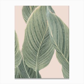 Cala Plant Canvas Print