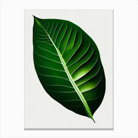 Kiwi Leaf Vibrant Inspired 2 Canvas Print