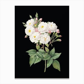 Vintage Noisette Roses Botanical Illustration on Solid Black n.0366 Canvas Print