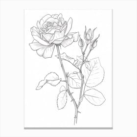 Roses Sketch 25 Canvas Print
