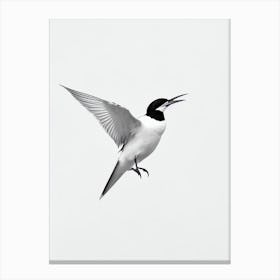 Common Tern B&W Pencil Drawing 3 Bird Canvas Print