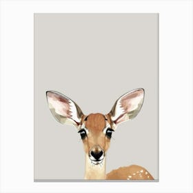 Fawn Look Canvas Print