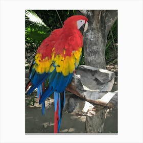 Arara Bird Nature art Animal  Canvas Print