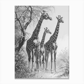Herd Of Giraffe By The Tree 3 Canvas Print