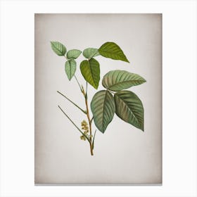 Vintage Eastern Poison Ivy Botanical on Parchment n.0825 Canvas Print