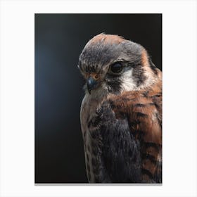 Kestrel Bird Profile Canvas Print