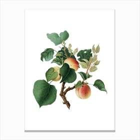 Vintage Apricot Botanical Illustration on Pure White n.0209 Canvas Print
