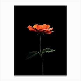 Single Orange Flower On Black Background 2 Canvas Print