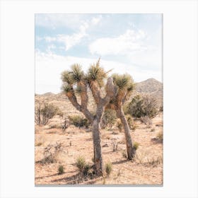 Desert Twin Joshua Tree Canvas Print