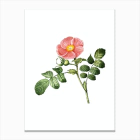 Vintage Japanese Rose Botanical Illustration on Pure White n.0127 Canvas Print