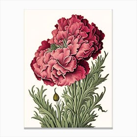 Carnation 1 Floral Botanical Vintage Poster Flower Canvas Print