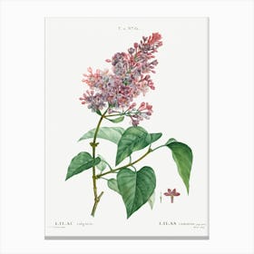 Common Lilac, Pierre Joseph Redoute Canvas Print