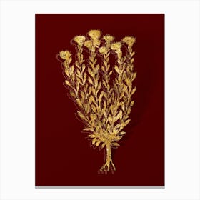 Vintage Globe Daisies Botanical in Gold on Red n.0128 Canvas Print