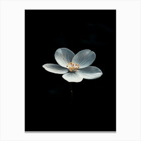 White Flower On A Black Background 2 Canvas Print