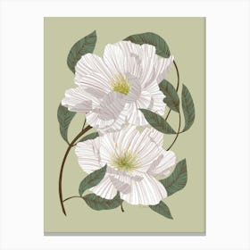 White Peonies Canvas Print