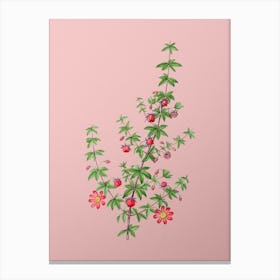 Vintage Madder Leaved Bauera Botanical on Soft Pink n.0375 Canvas Print
