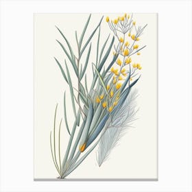 Ephedra Herb Pencil Colour 2 Canvas Print