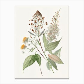 Boneset Spices And Herbs Pencil Illustration 2 Canvas Print